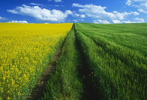 Pathway through Canola and  Barley Fields