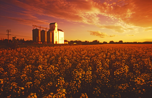 canola elevator copy