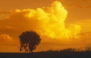 tree with cumulonimbus clouds 