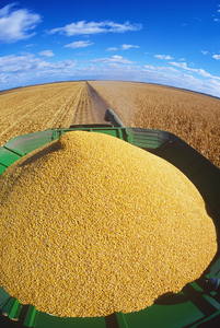 corn harvest