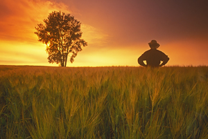 farmer in a  barley field