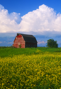 field with old red barn in the background