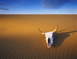 Cow Skill in the Sand