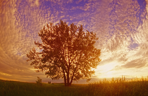 sunset Over Cottonwood Tree