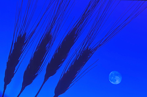wheat closeup