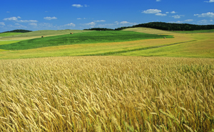 wind blown spring wheat