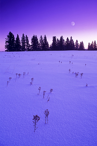 Winter Morning