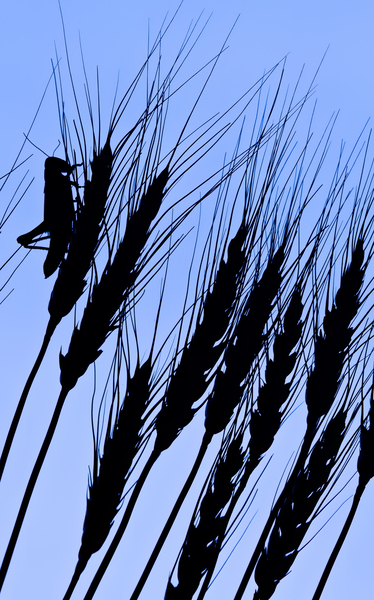 Up For the Feast Print