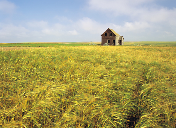 abandoned farm house barley field by Dave Reede Photohgraphy