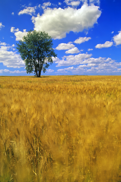 Lone Cottonwood Tree in Barley Field by Dave Reede Photohgraphy