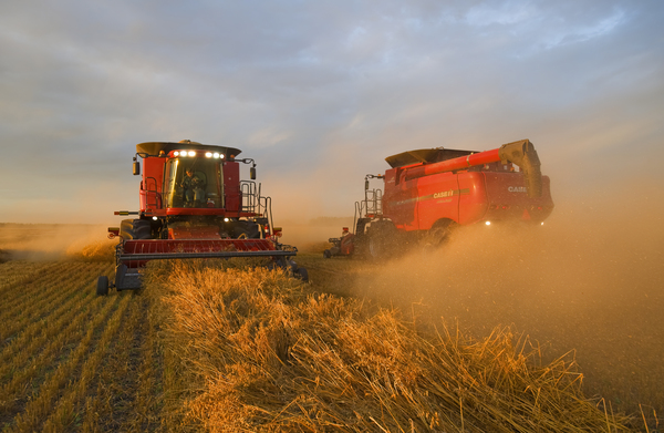 Evening Harvest in an Oat Field by Dave Reede Photohgraphy