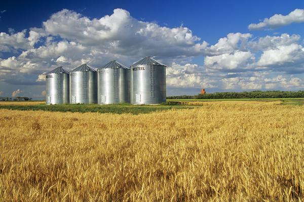 Mature Winter Wheat Field With Grain Bins by Dave Reede Photohgraphy
