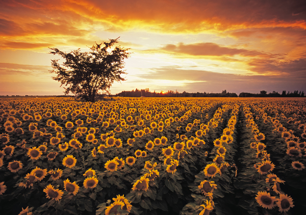 Sunflower Field Print