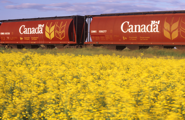 Rail Hopper Cars Next To Canola by Dave Reede Photohgraphy