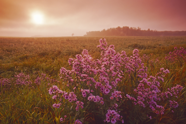 field with asters in the foreground by Dave Reede Photohgraphy