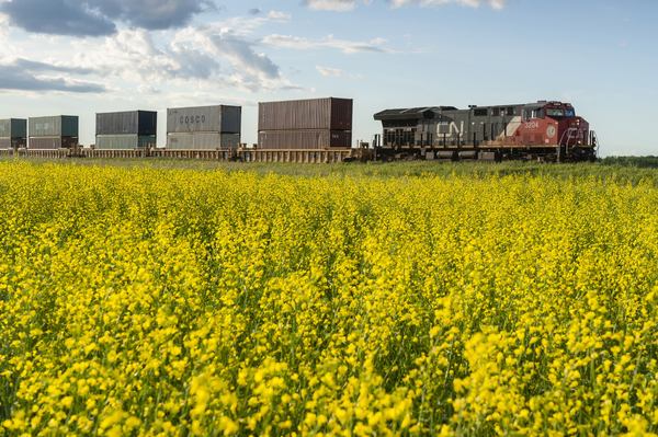 rail cars carrying containers pass a bloom stage canola field by Dave Reede Photohgraphy