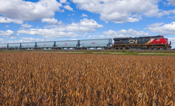 a train carrying agricultural products passes a mature harvest ready soybean field  by Dave Reede Photohgraphy