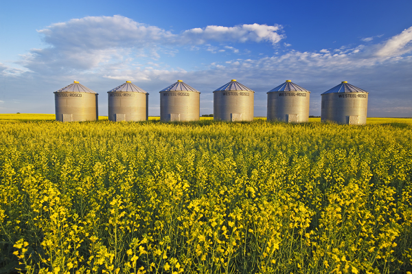 Blooming Canola in Front of Grain bins by Dave Reede Photohgraphy