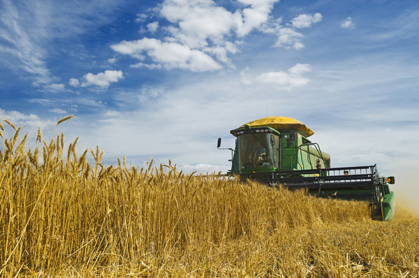 winter wheat harvest by Dave Reede Photohgraphy