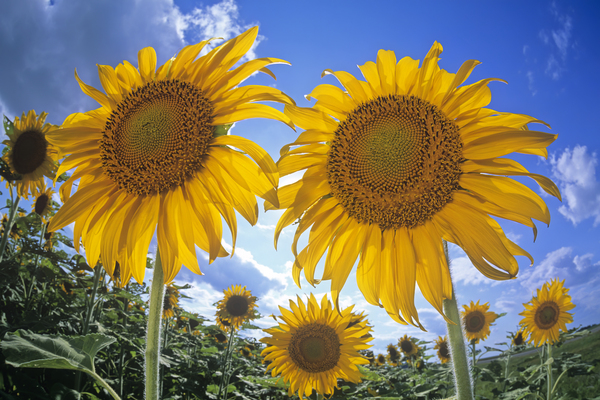 Sunflowers Print