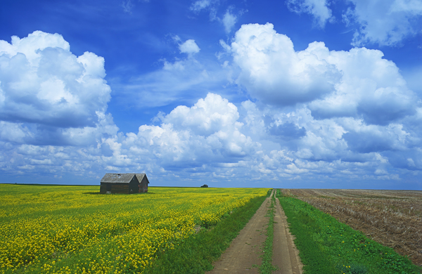 Backroad Through Farmland Print