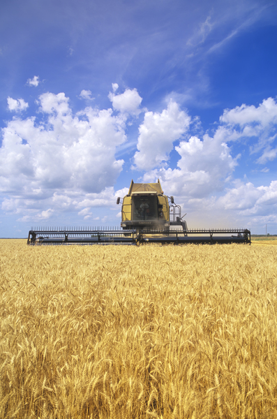 Barley Harvest by Dave Reede Photohgraphy