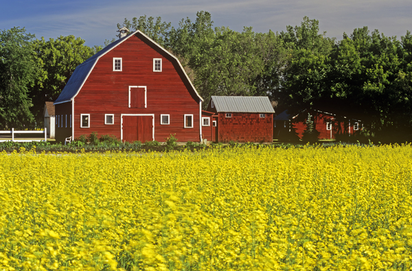 Barn next to Canola Fields by Dave Reede Photohgraphy