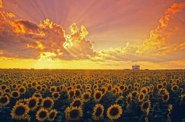 Beautiful Evening Light Print