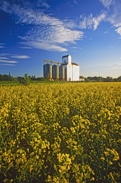 Bloom Stage Canola Field and Grain Elevator by Dave Reede Photohgraphy