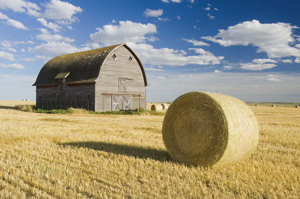 old barn and round durum wheat straw bales  by Dave Reede Photohgraphy