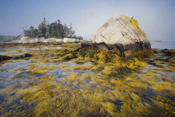 rockweed along the Atlantic coast by Dave Reede Photohgraphy