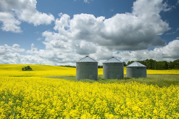 DR 12452 Print