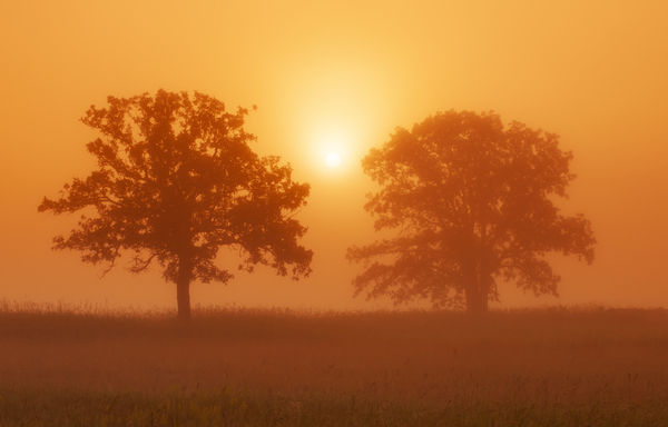 oak trees Print
