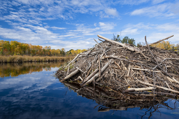 Beaver Lodge Print