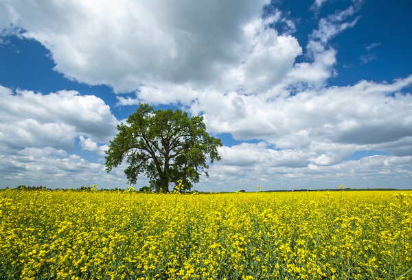 ottonwood tree in a bloom stage canola field by Dave Reede Photohgraphy
