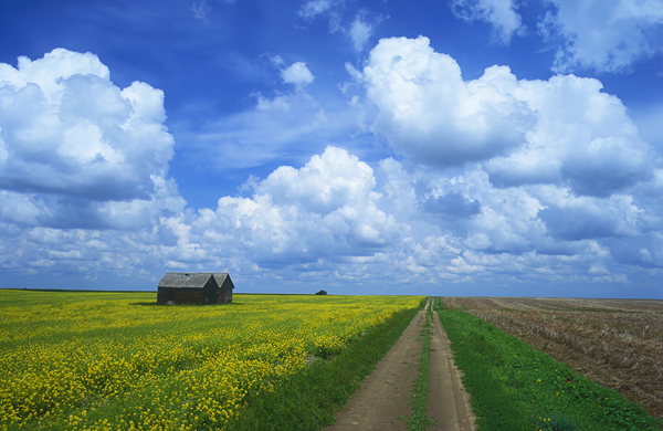 road through farmland by Dave Reede Photohgraphy