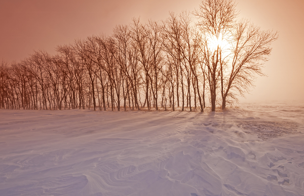 Wind Blowing Through a Shelterbelt by Dave Reede Photohgraphy