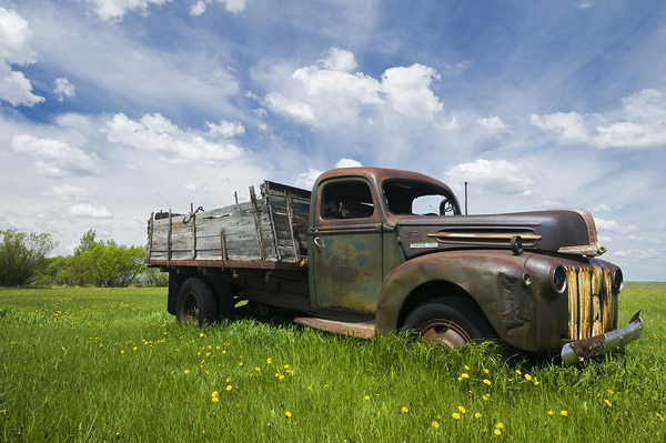 Stand Out in the Field by Dave Reede Photohgraphy