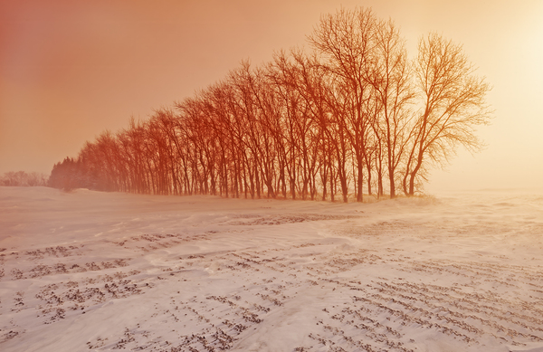 Blowing Through the Shelterbelt by Dave Reede Photohgraphy