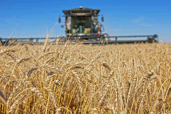 Wheat Harvest Print