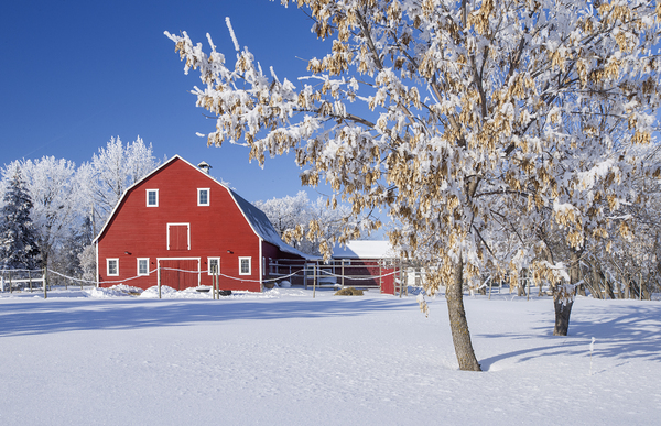 Country Barn in Winter by Dave Reede Photohgraphy