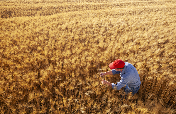 Scouting a Great wheat Crop by Dave Reede Photohgraphy