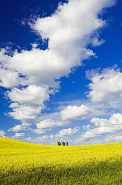 field of bloom stage canola by Dave Reede Photohgraphy