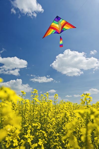 kite above bloom stage canola field by Dave Reede Photohgraphy