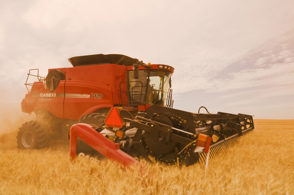 a combine harvests durum wheat by Dave Reede Photohgraphy