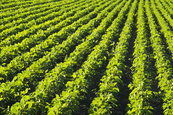 Soybean Field Patterns Print