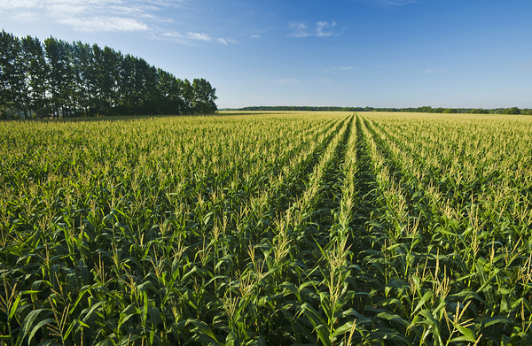Grain Corn Field that stretches to the Horizon by Dave Reede Photohgraphy