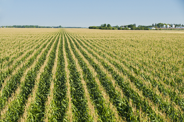 Corn Field Patterns Print