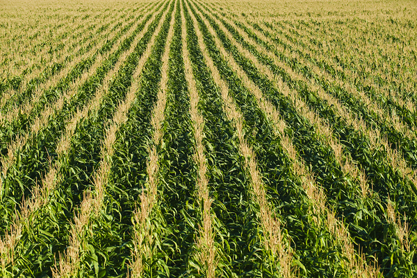 Corn Field Patterns Print