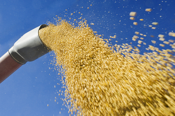 Augering Soybeans Print